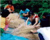 なたねを取っている写真